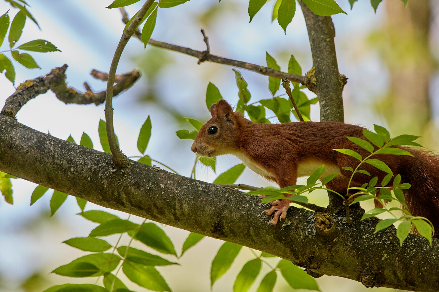 Eichhörnchen.jpg