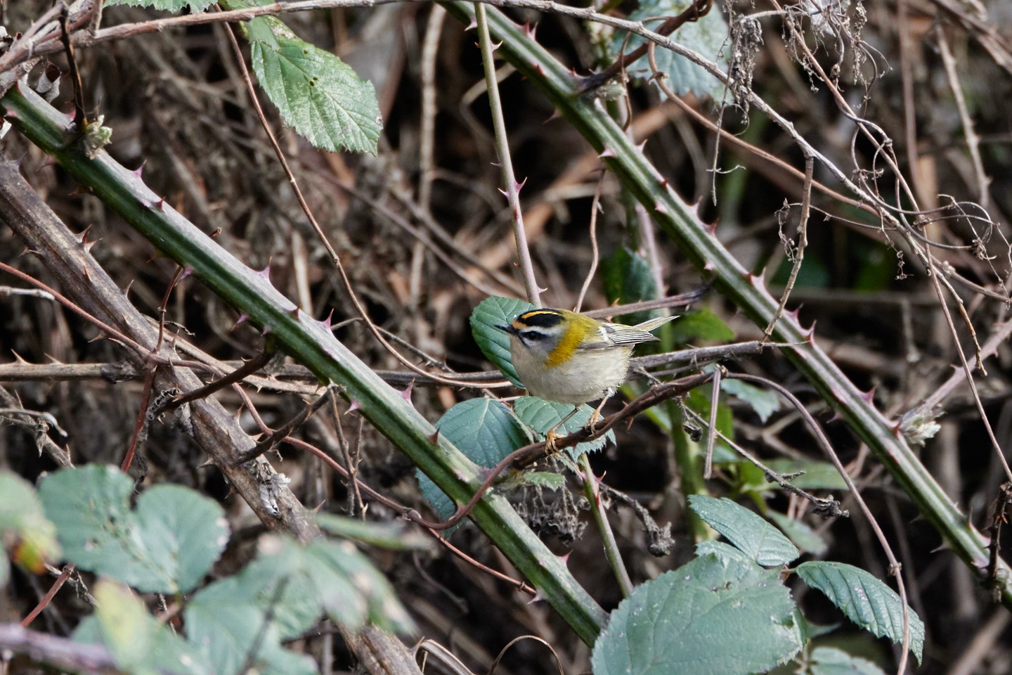 Sommergoldhähnchen