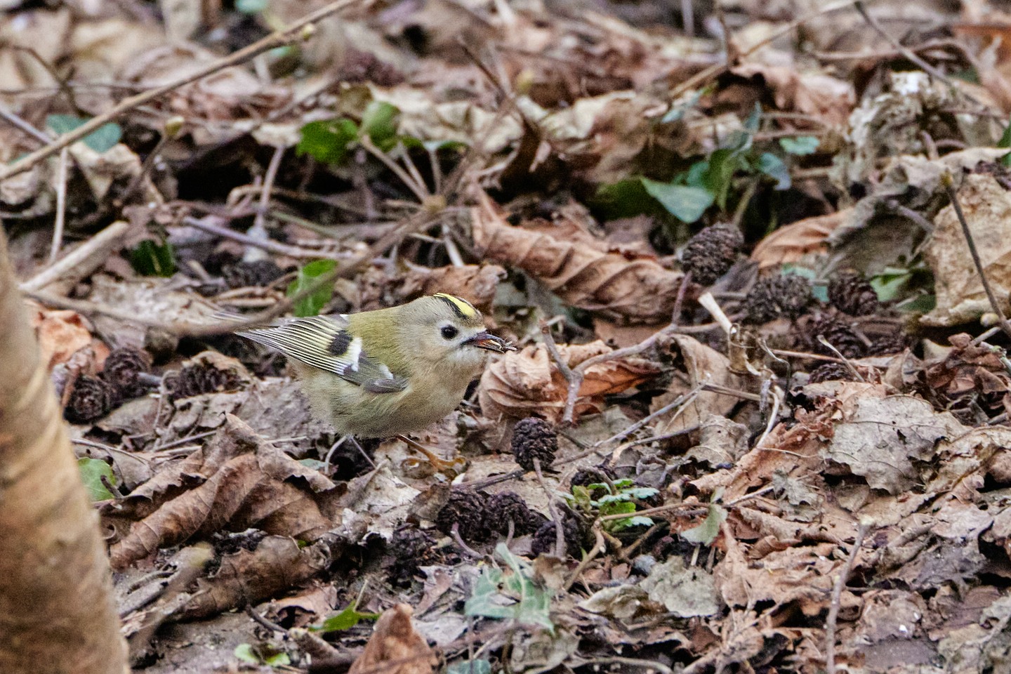 Wintergoldhähnchen