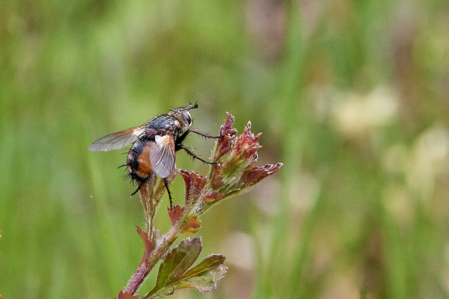 Raupenfliege