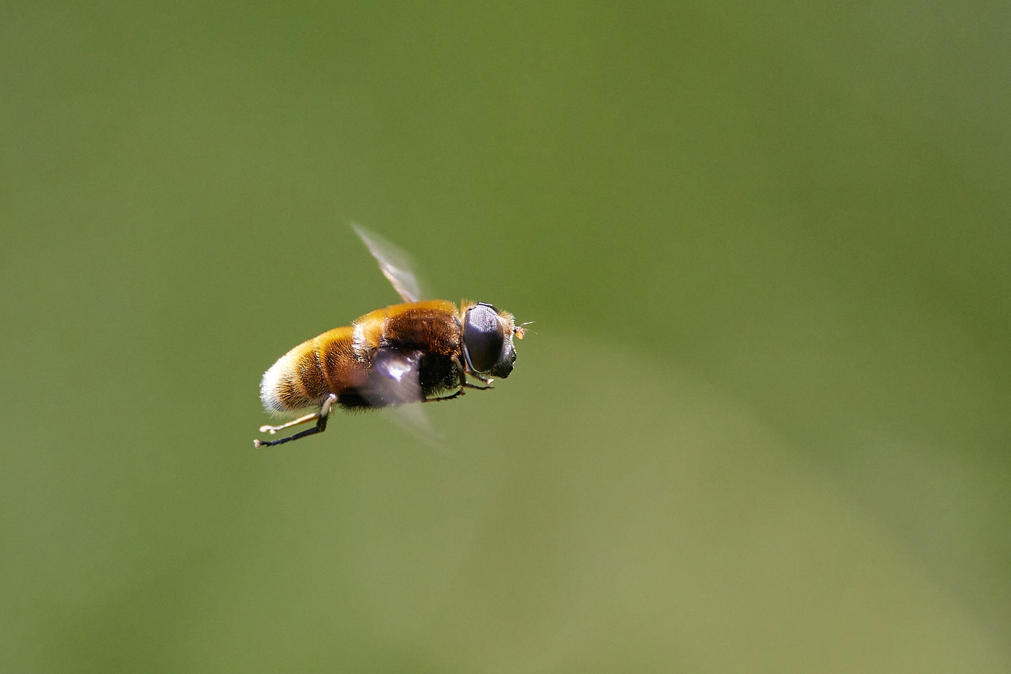Hummel-Keilfleckschwebefliege