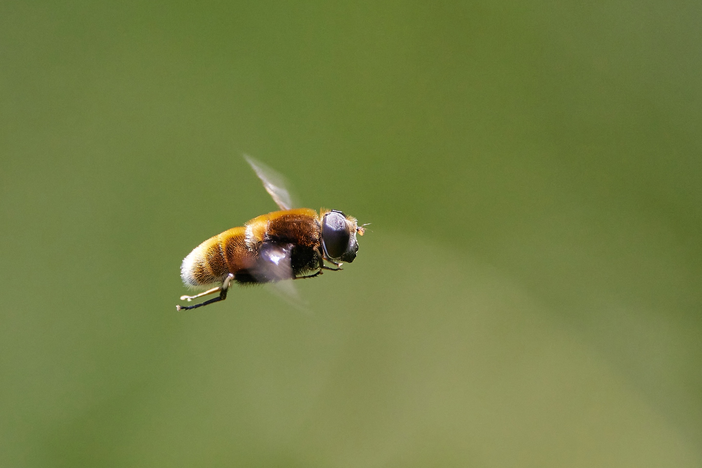 Hummel-Keilfleckschwebefliege