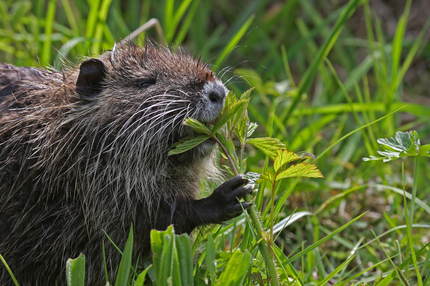 Nutria