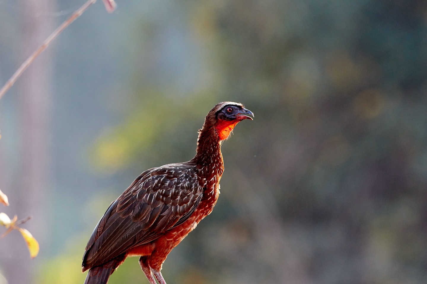 Rotbrustguan