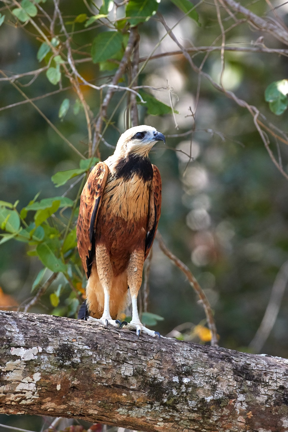 Fischbussard