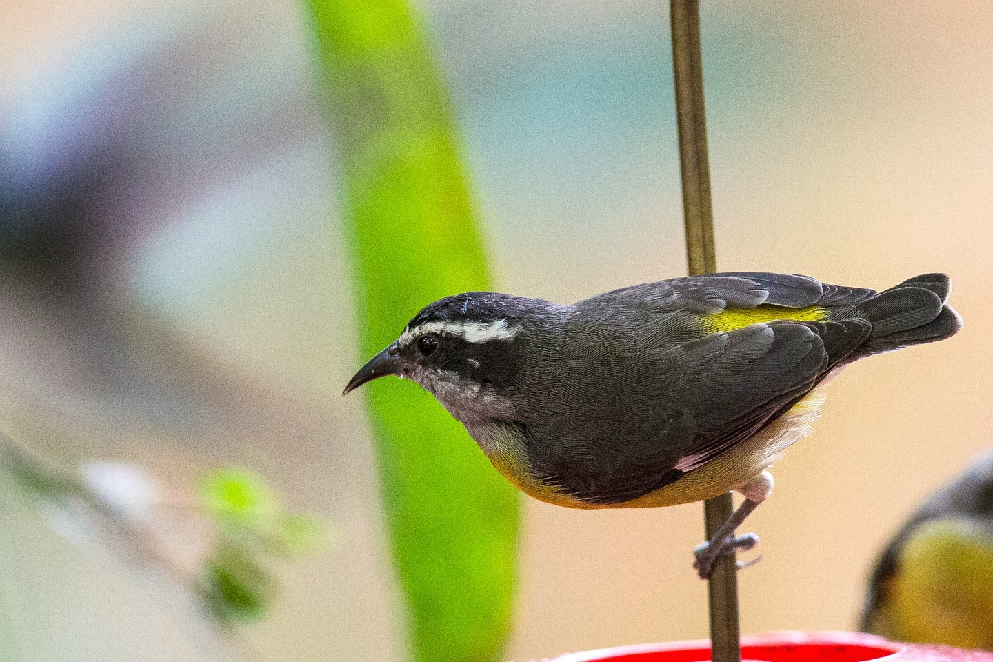 Zuckervogel