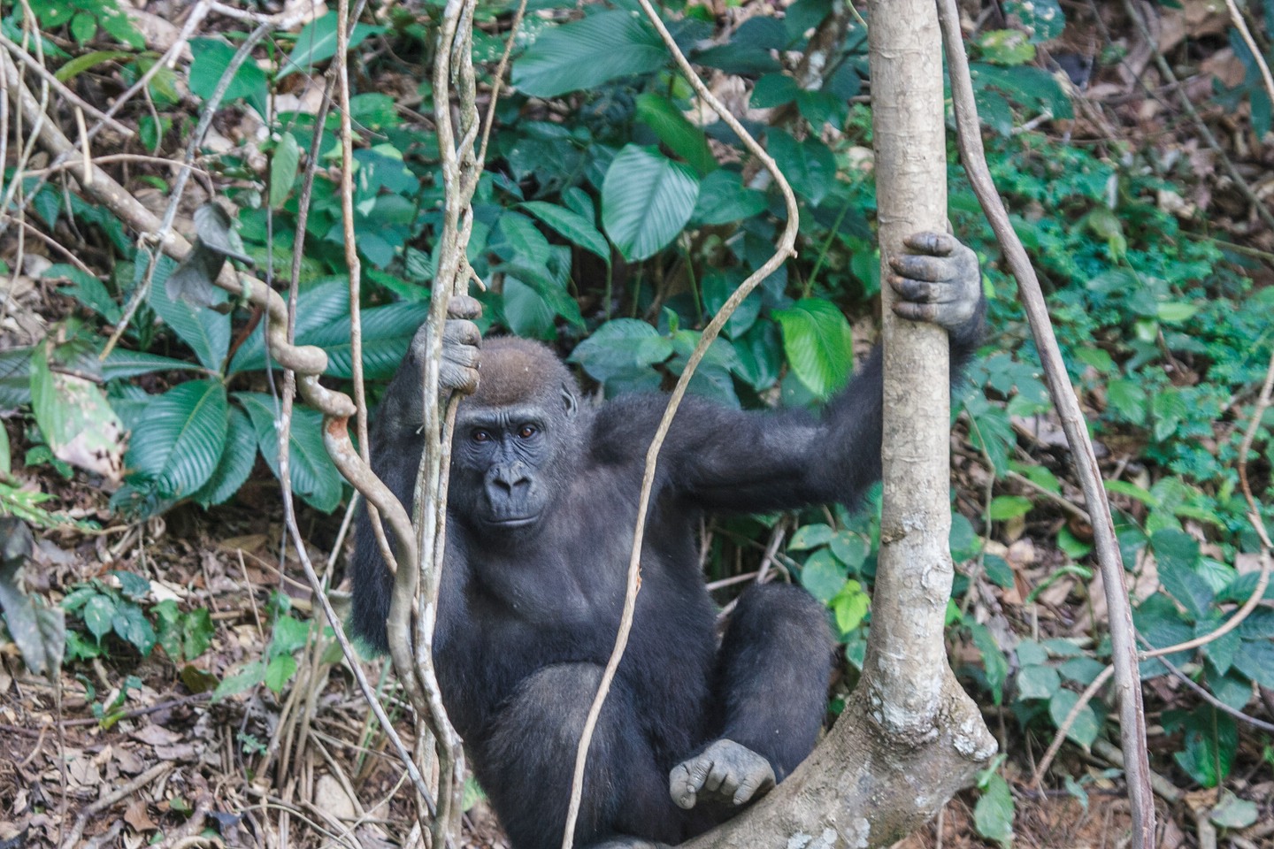 Gorilla