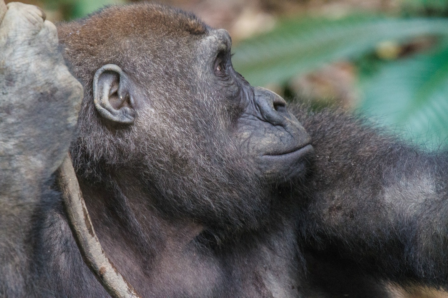 Gorilla