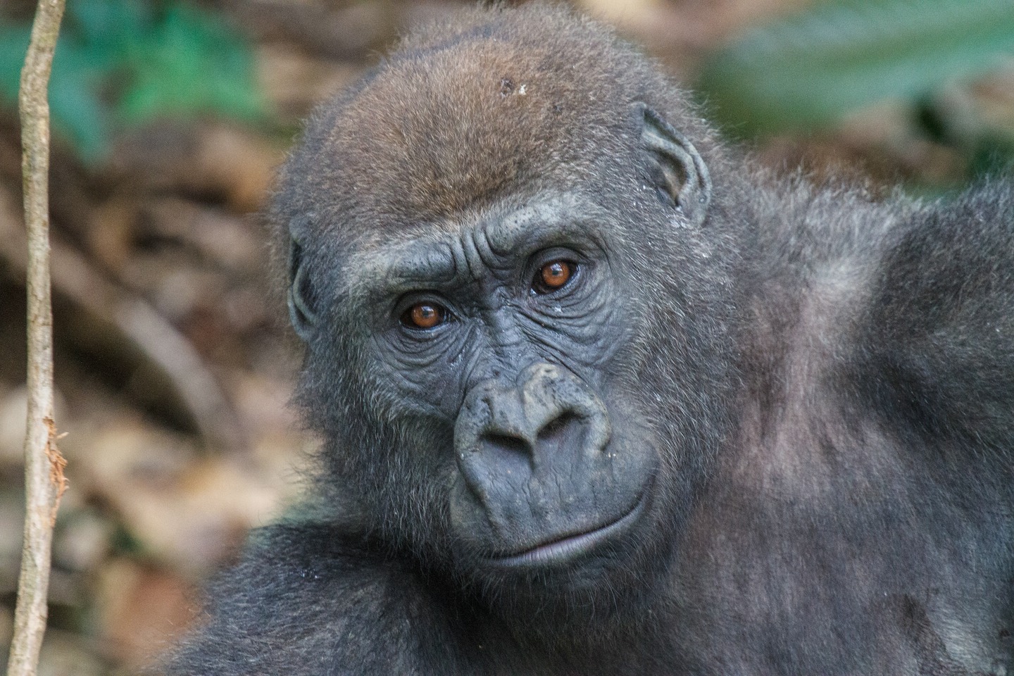 Gorilla