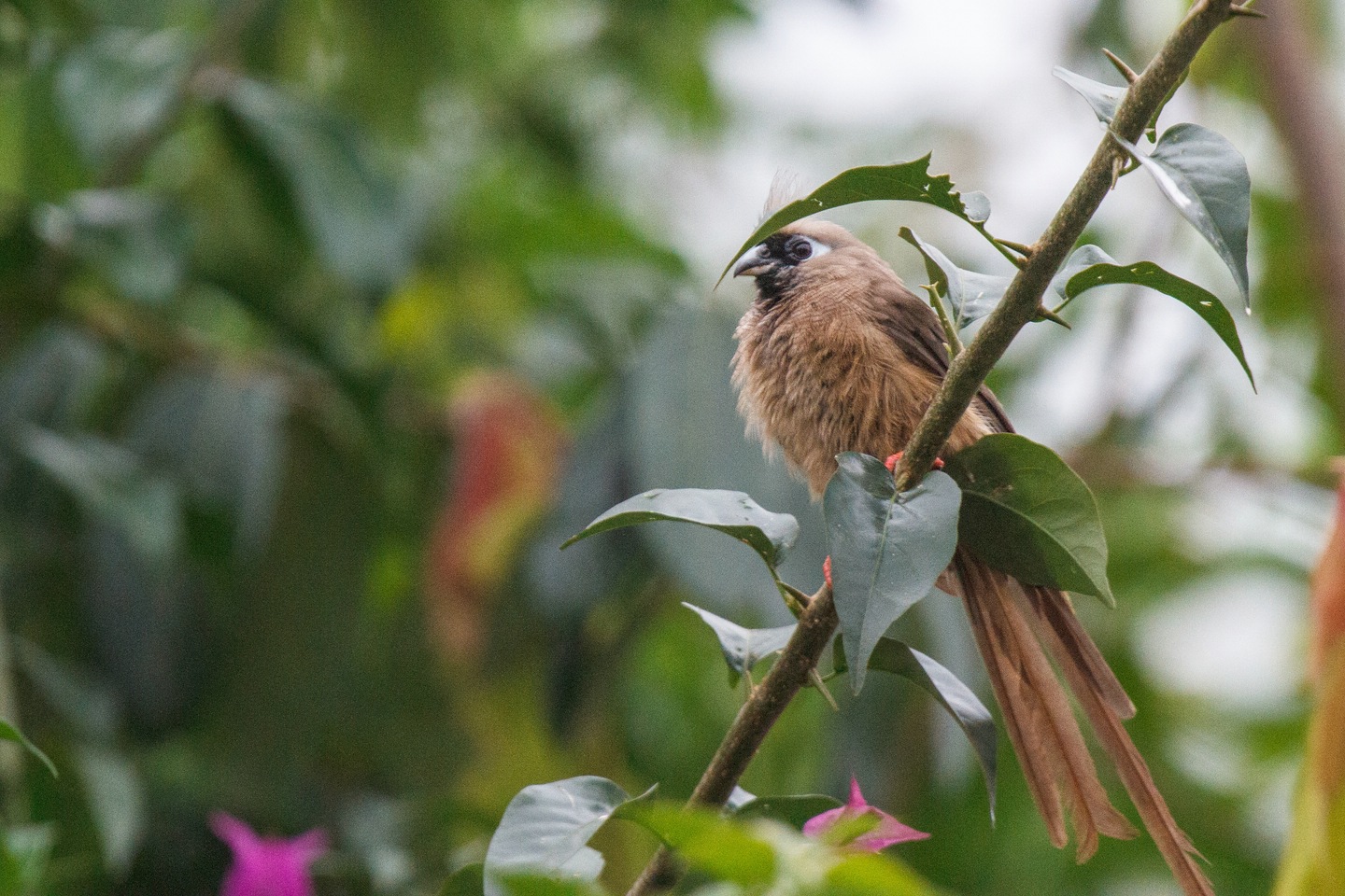 Mausvogel