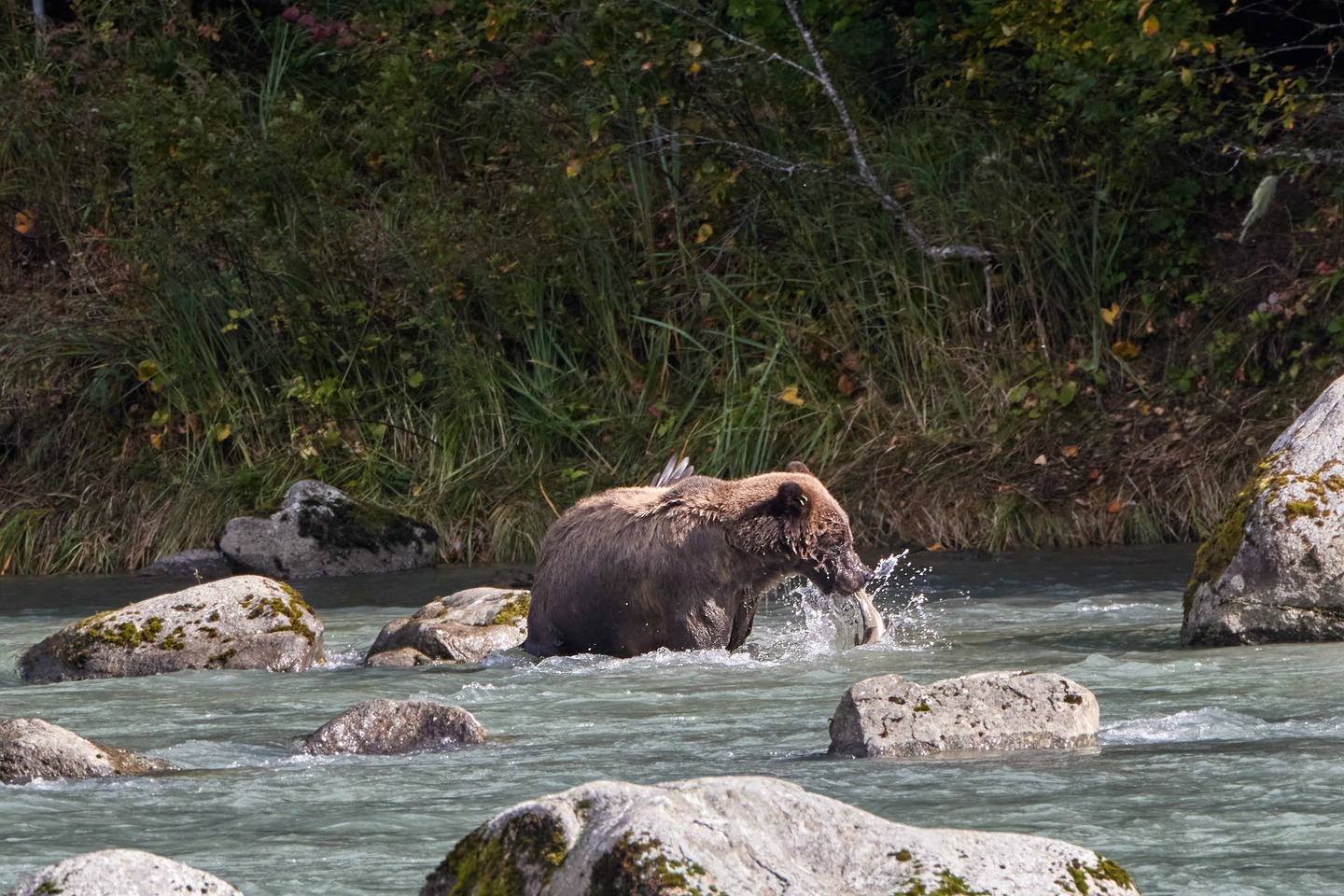 Grizzlybär