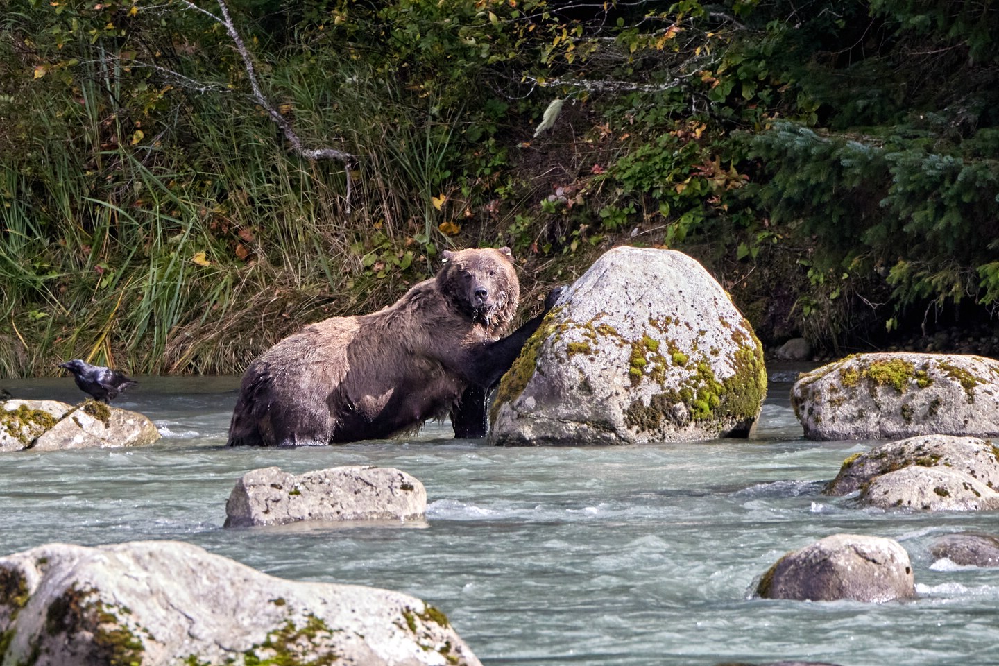 Grizzlybär