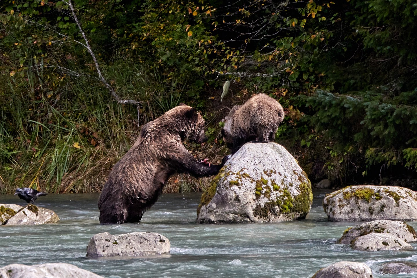Grizzlybär