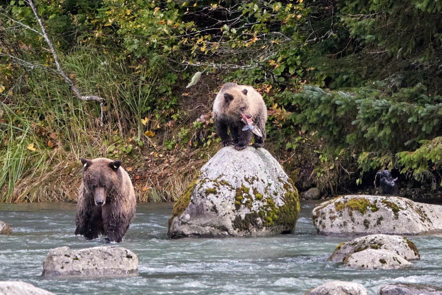 Grizzlybär