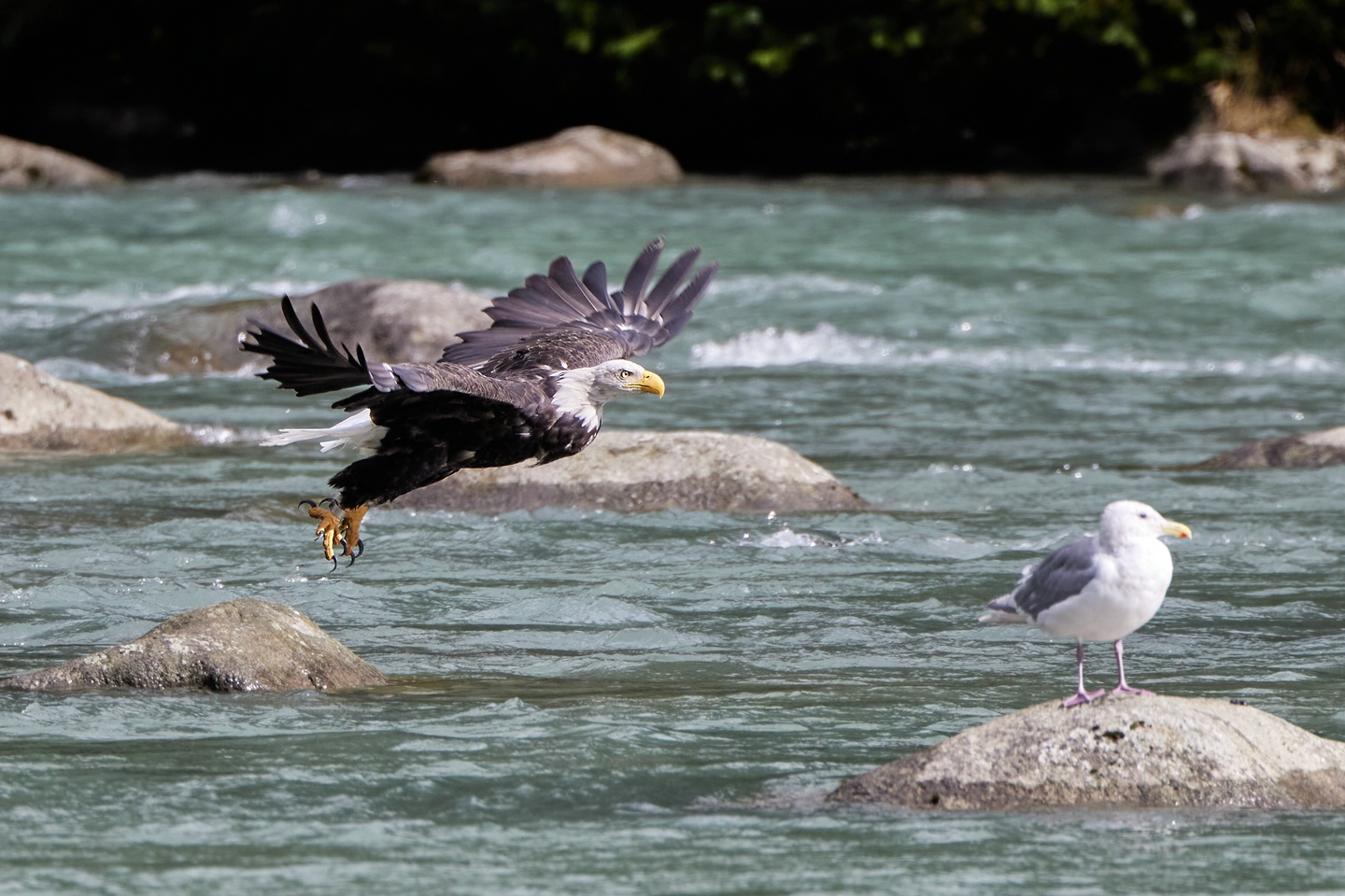 Weißkopfseeadler