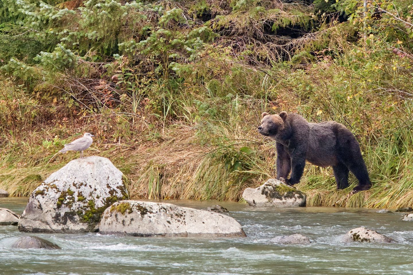 Grizzlybär