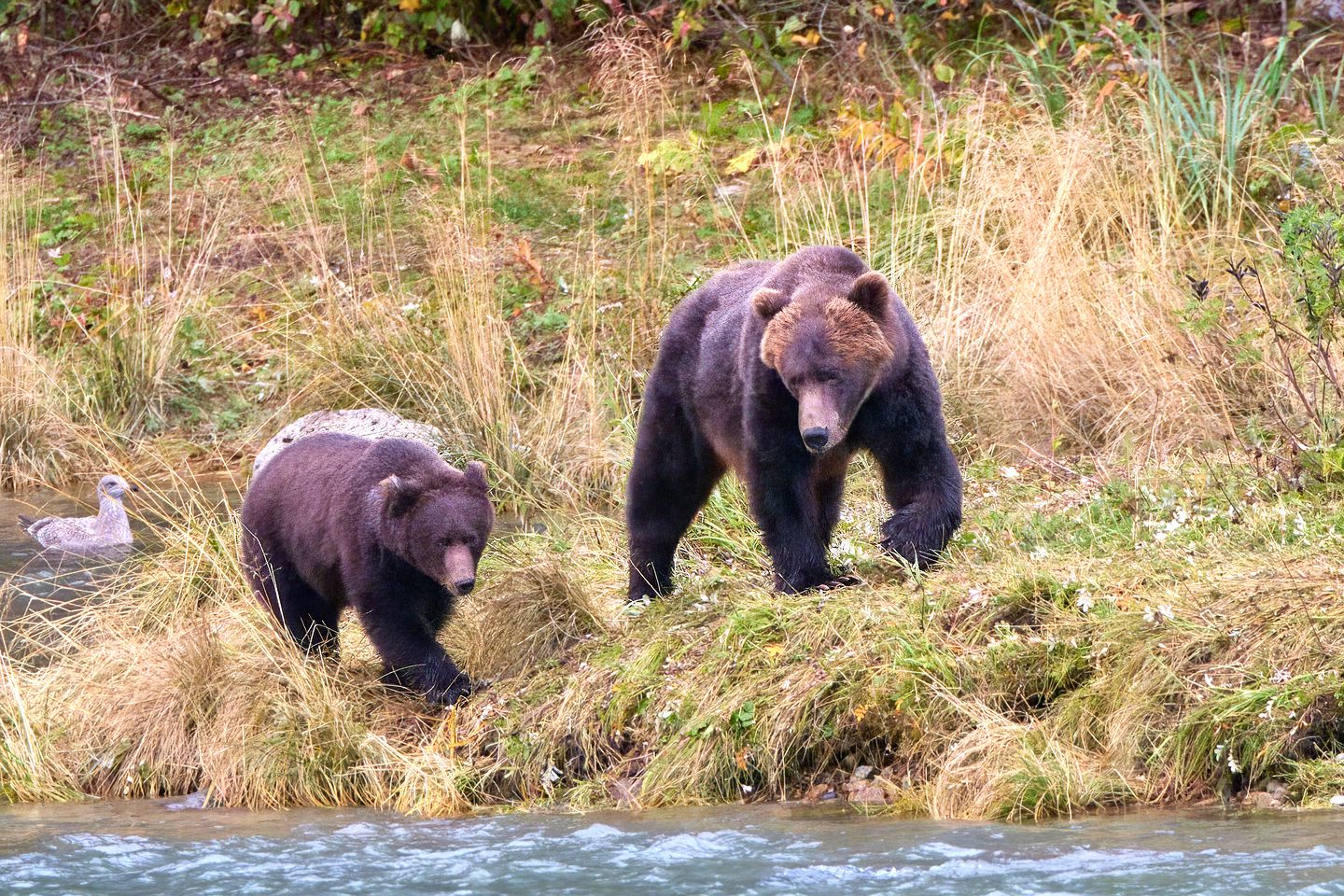 Grizzlybär