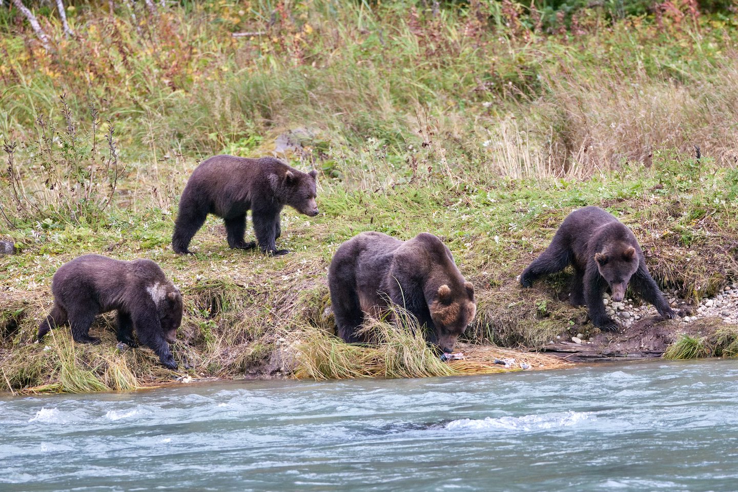 Grizzlybär