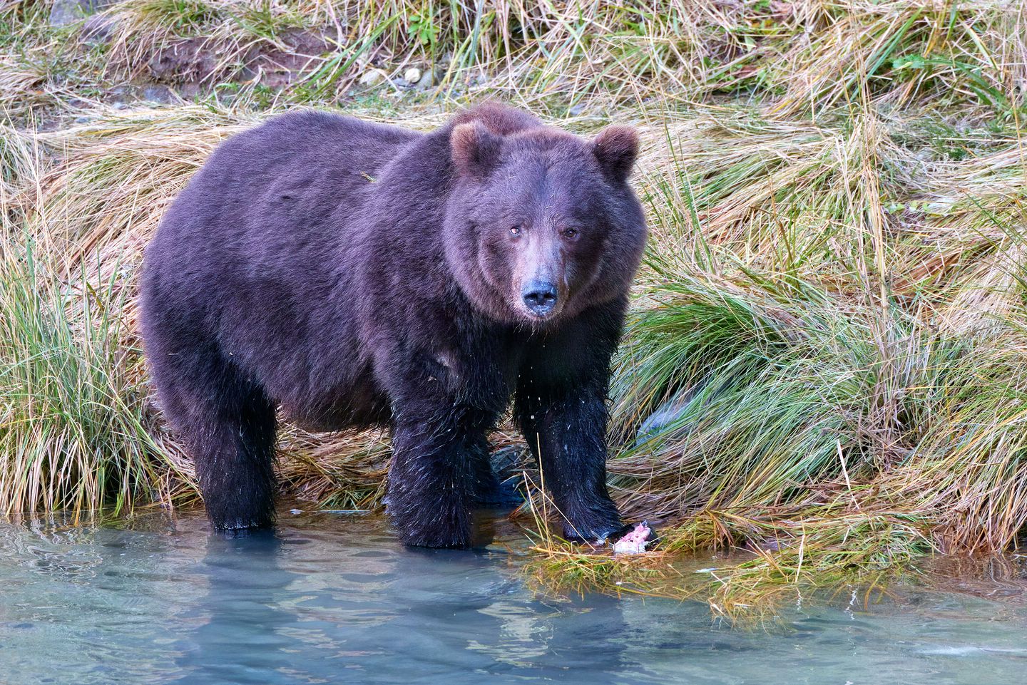 Grizzlybär