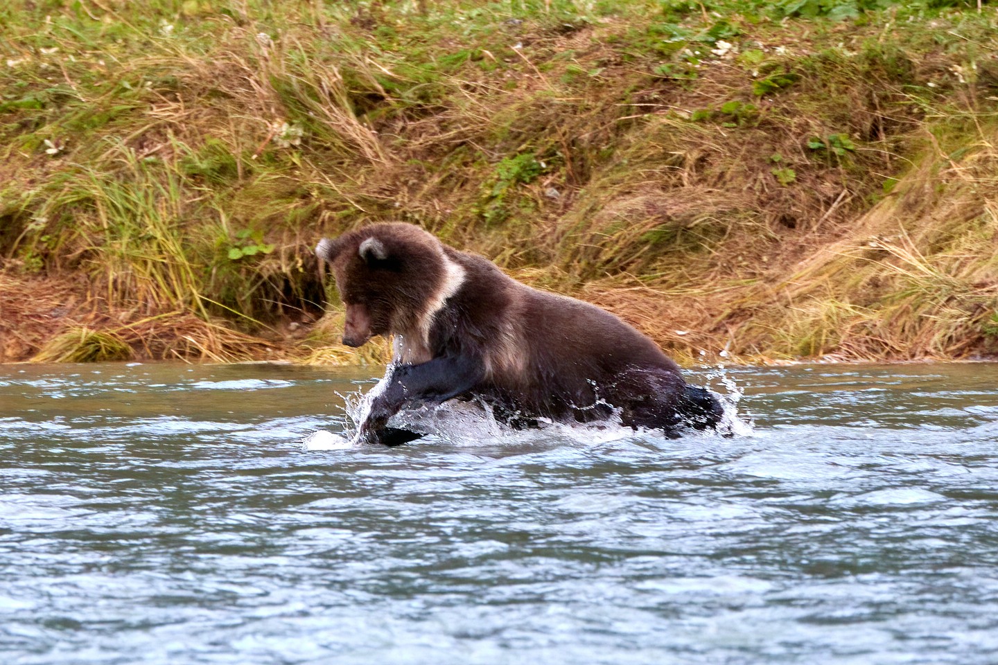 Grizzlybär