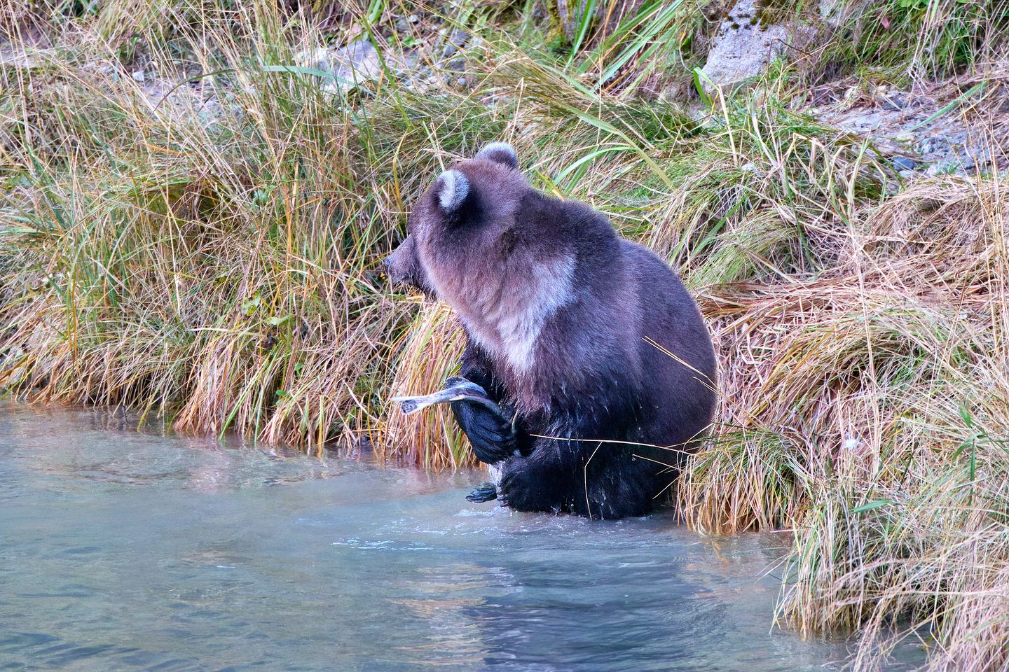 Grizzlybär