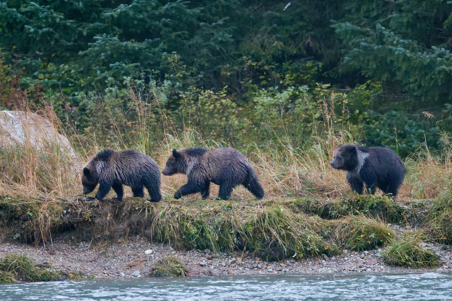 Grizzlybär