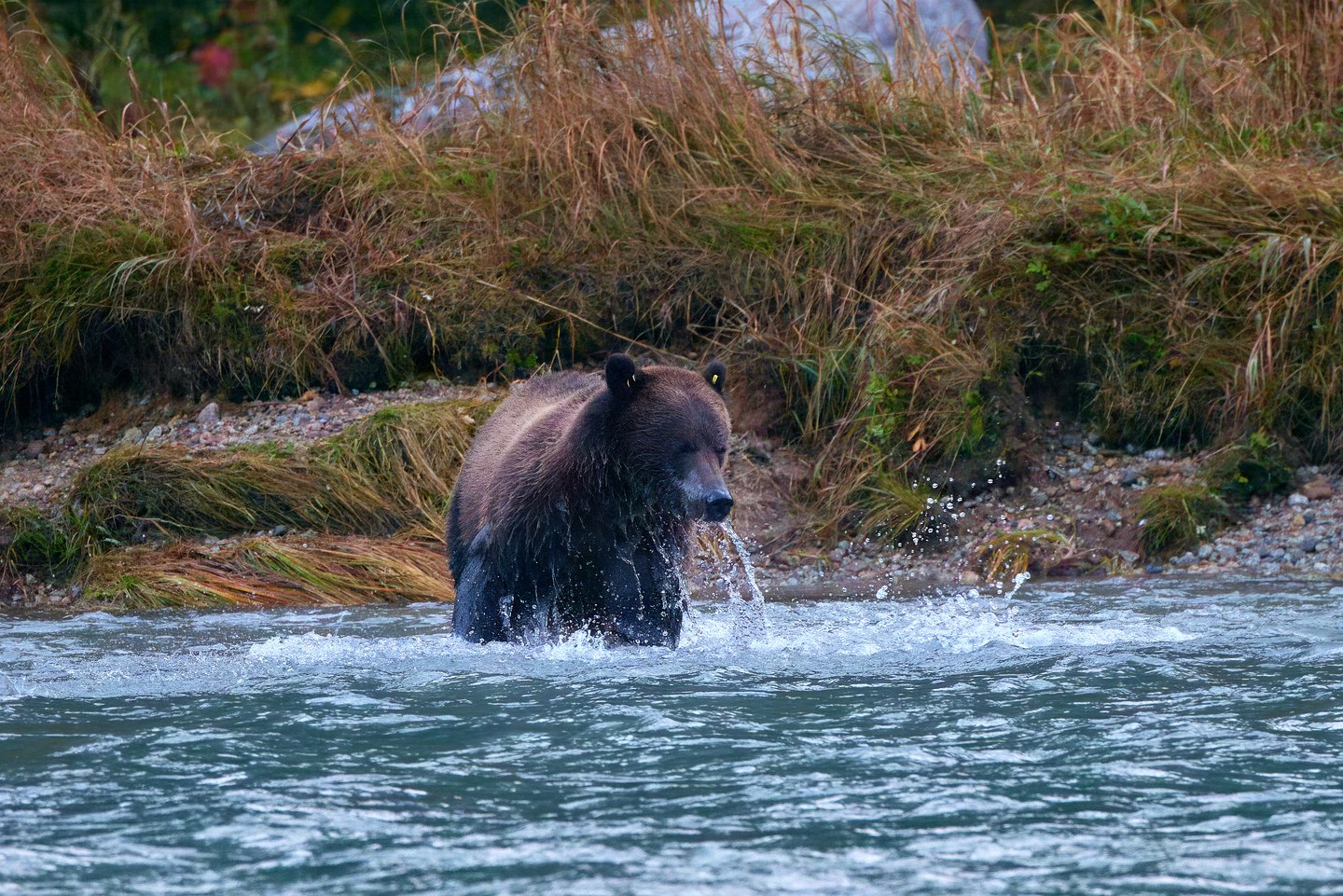 Grizzlybär