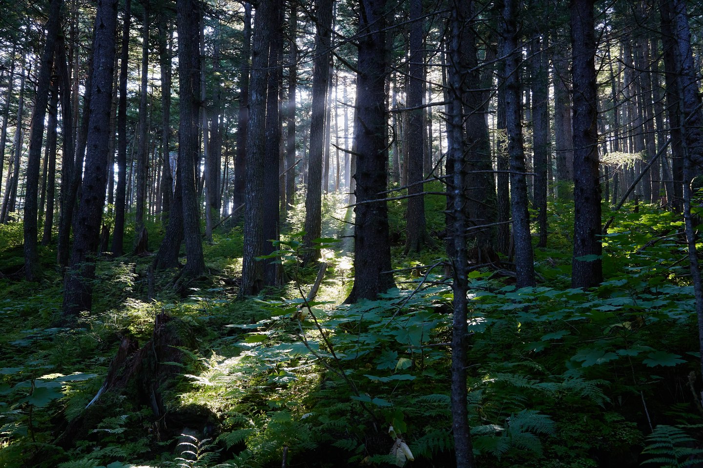 Chilkat State Park
