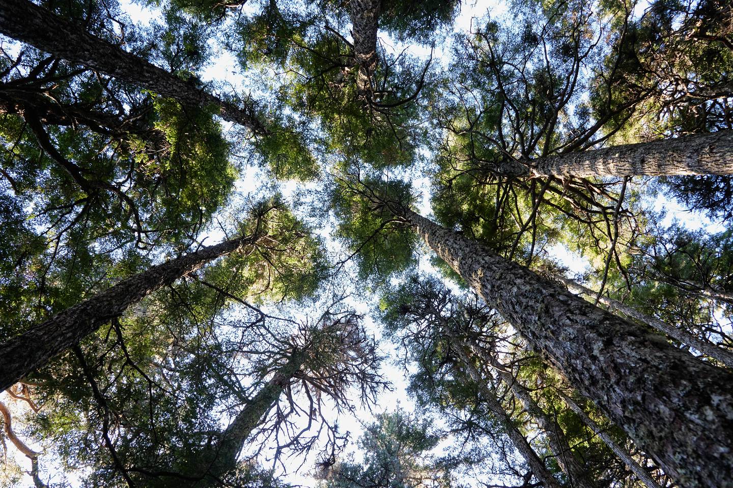 Chilkat State Park