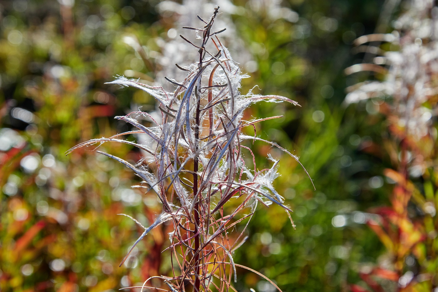Chilkat State Park