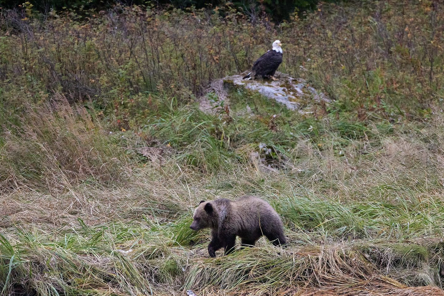 Grizzlybär