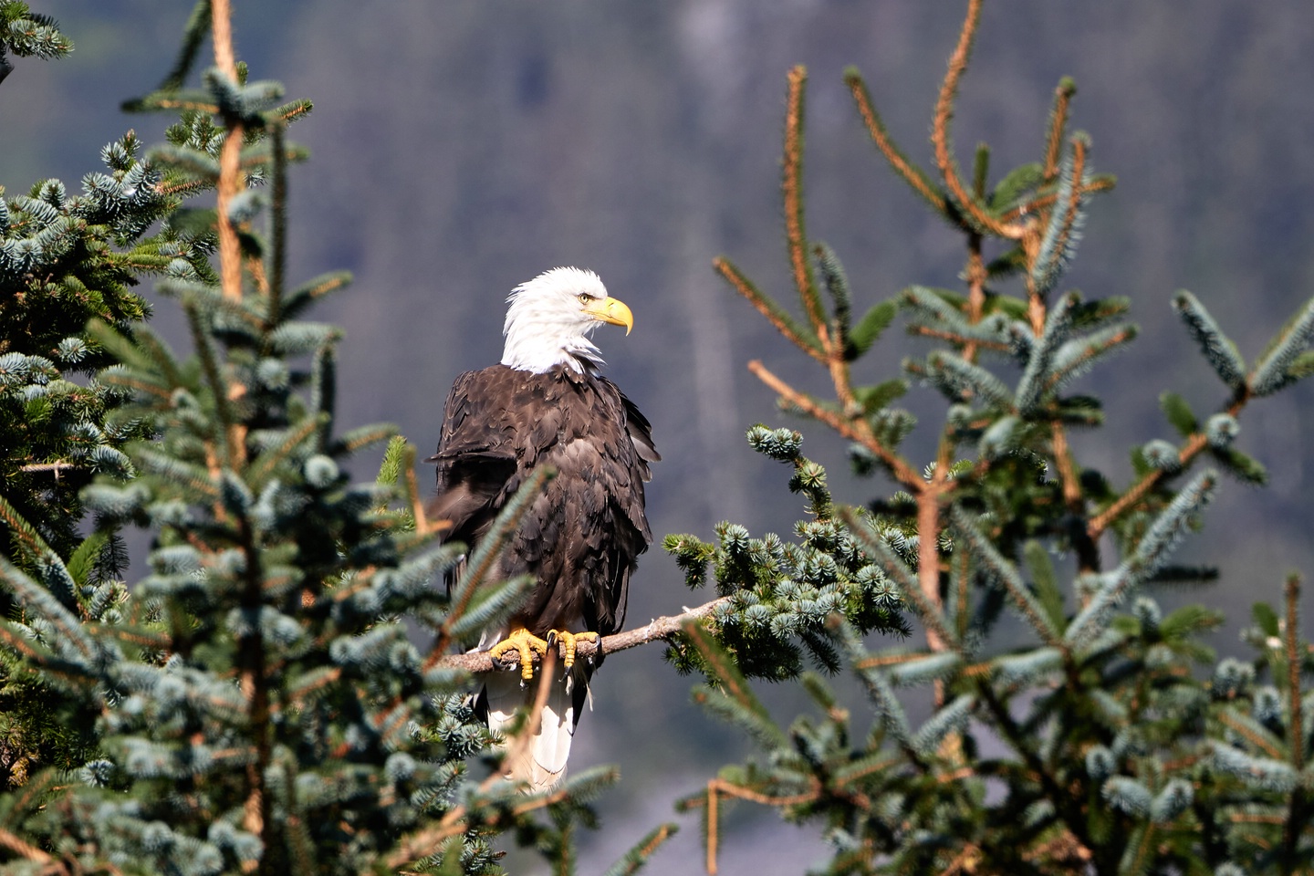 Weißkopfseeadler