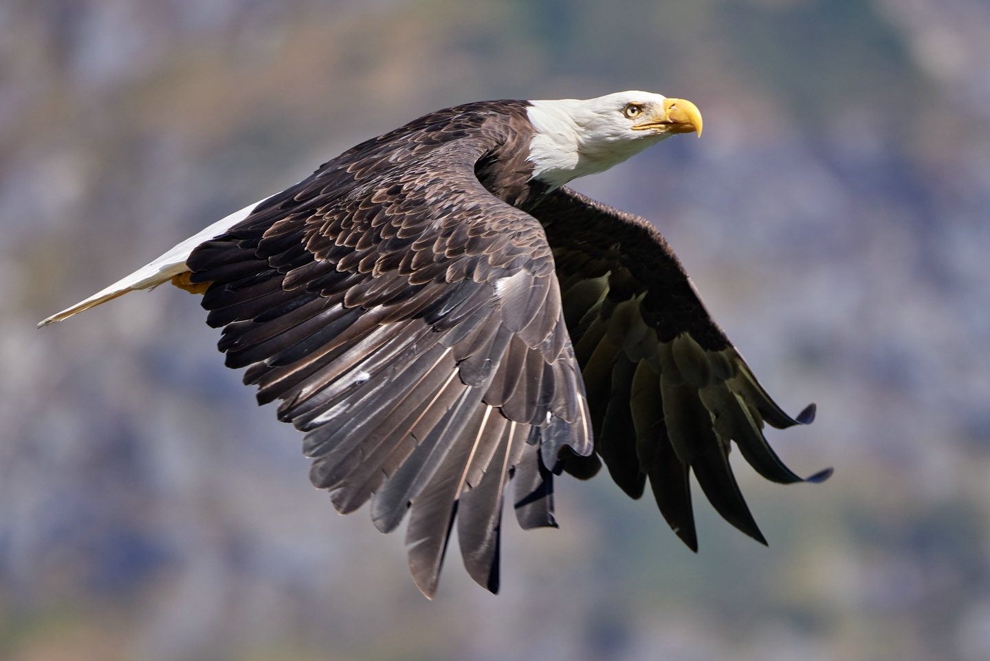 Weißkopfseeadler