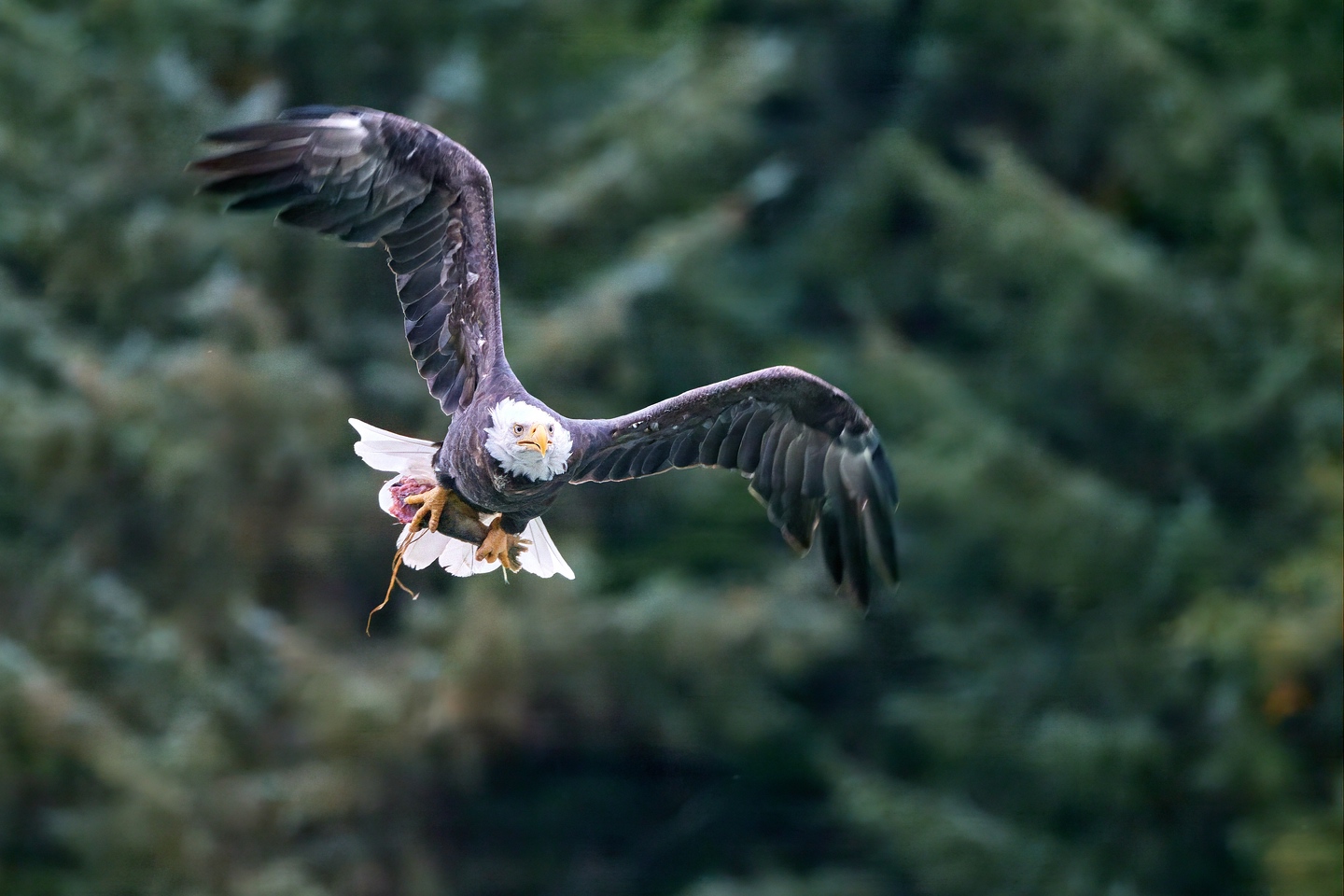 Weißkopfseeadler
