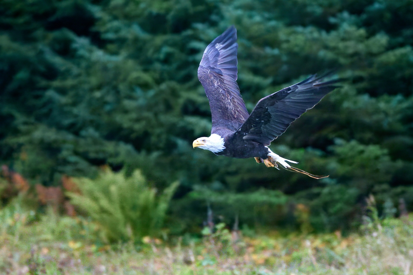 Weißkopfseeadler