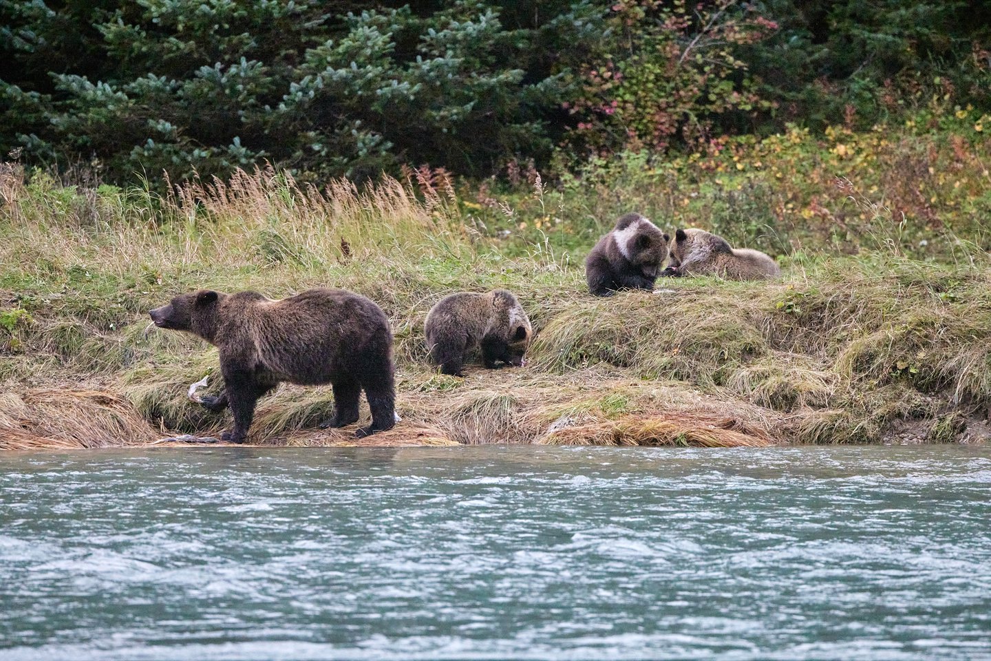 Grizzlybär