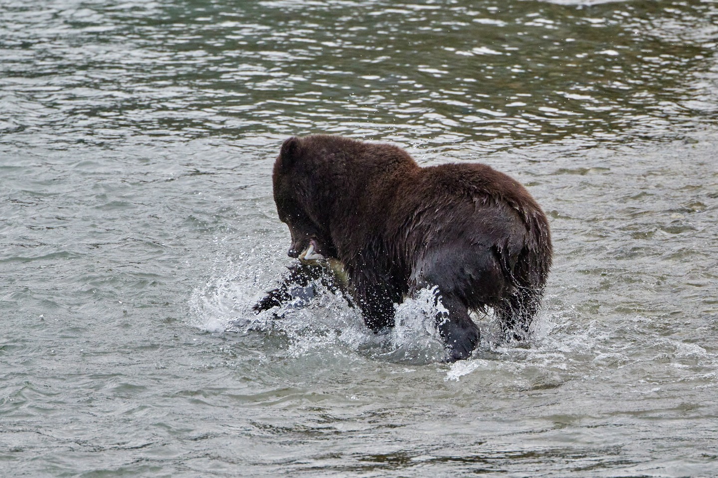 Grizzlybär
