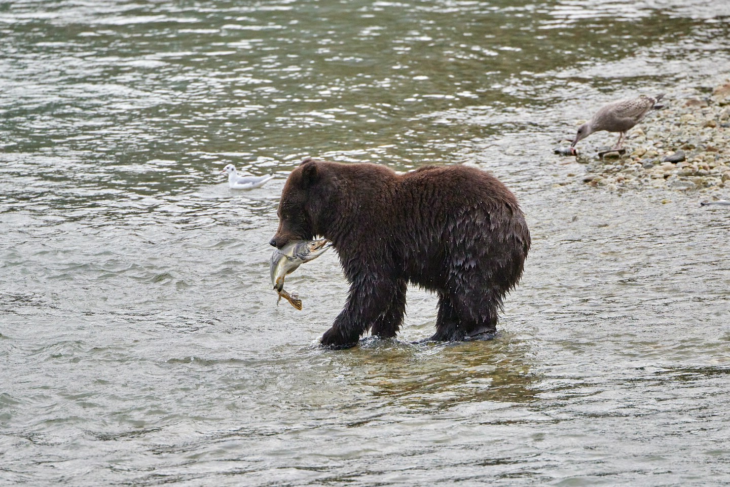 Grizzlybär