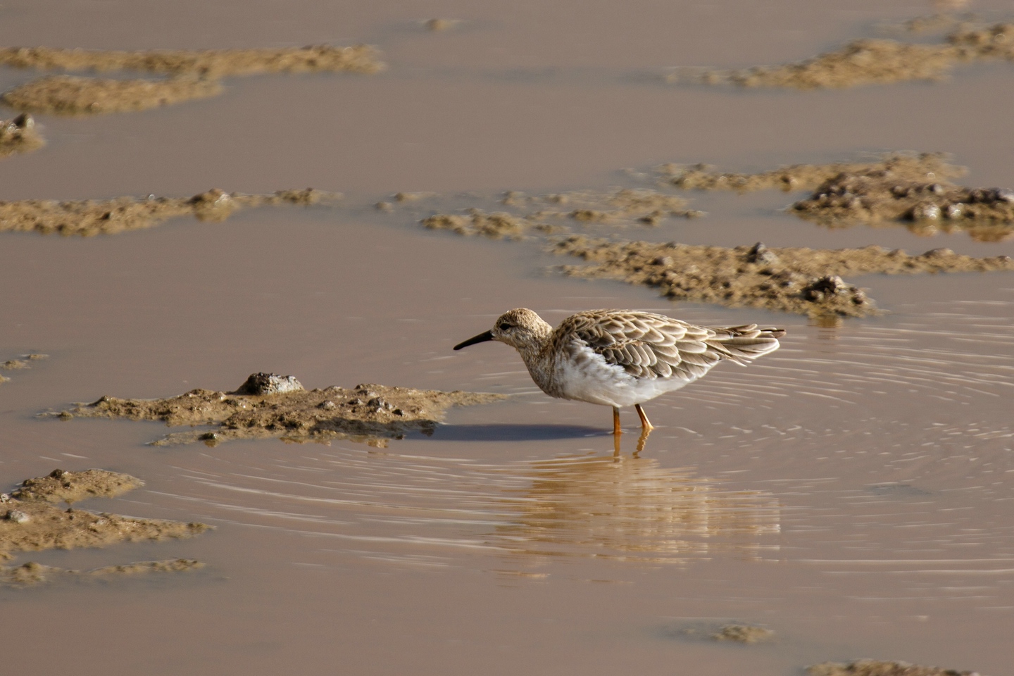 Langzehen-Strandläufer