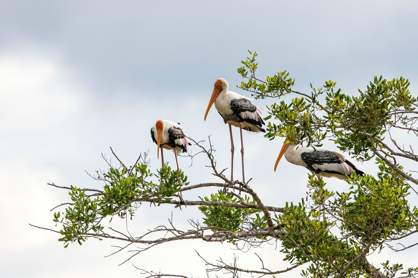 Buntstorch