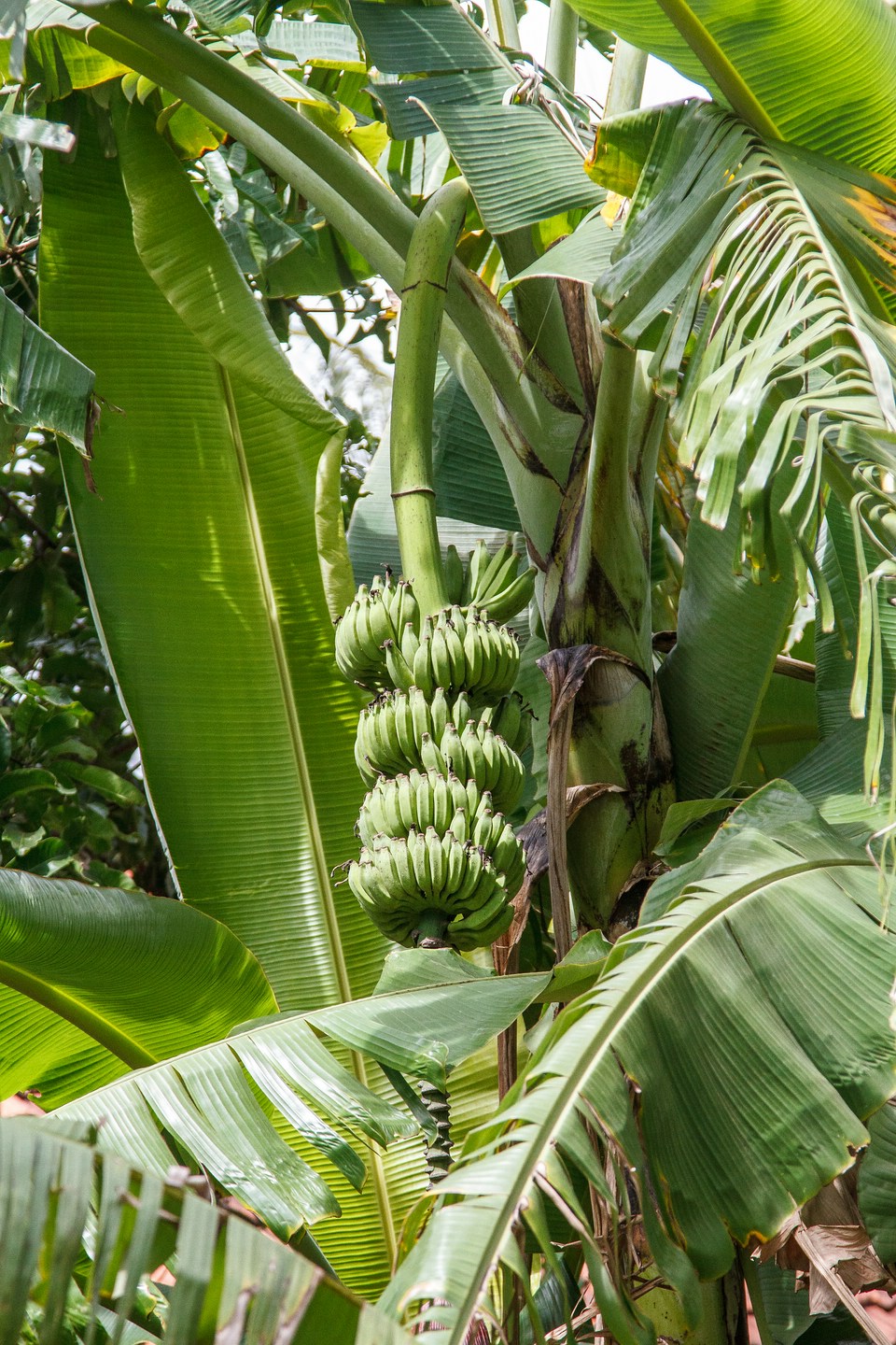 Bananen