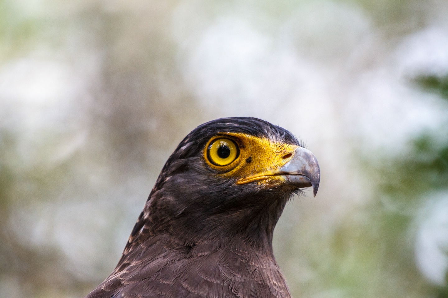 Hauben-Schlangenadler