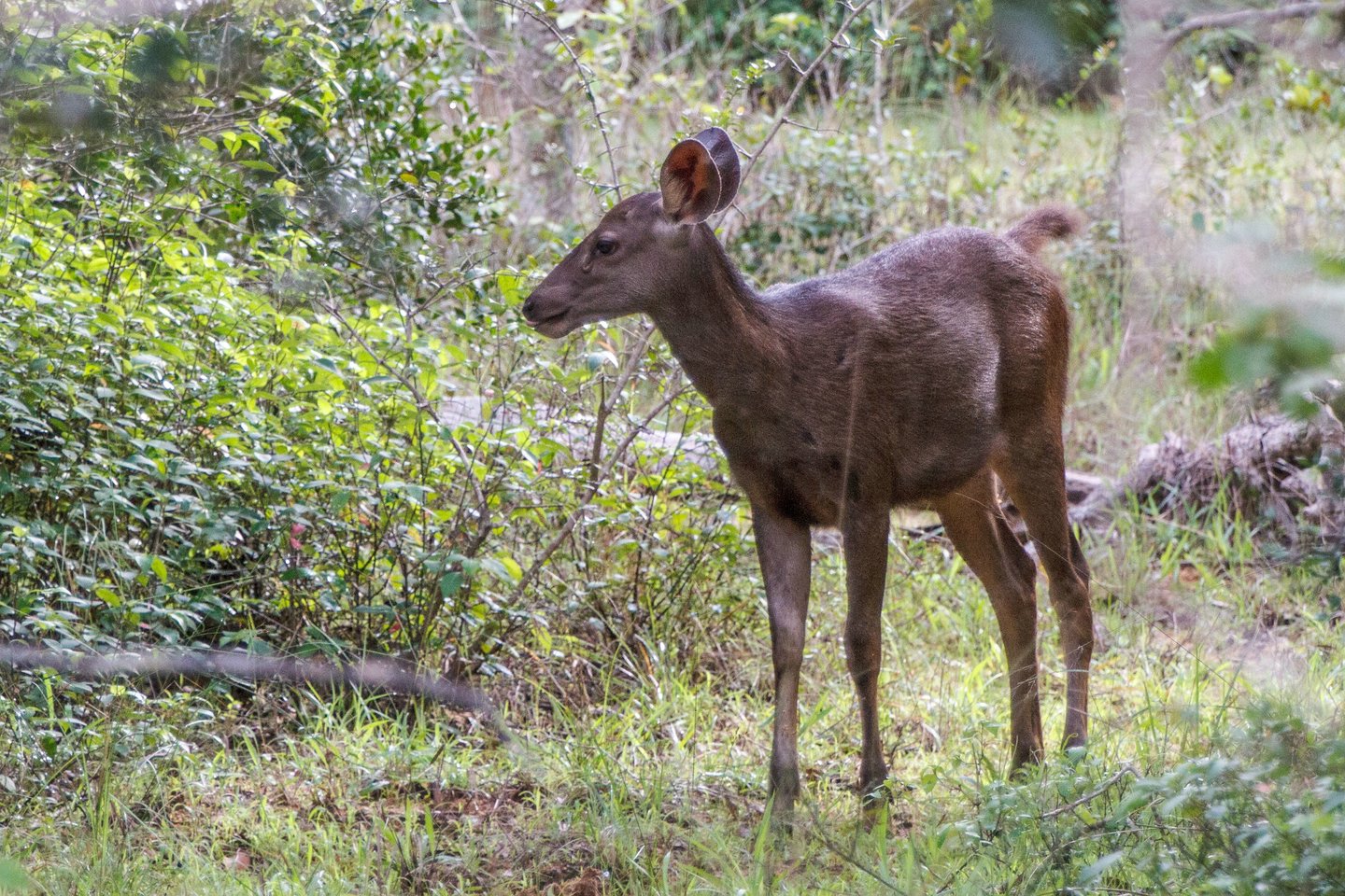 Sambar-Hirsch