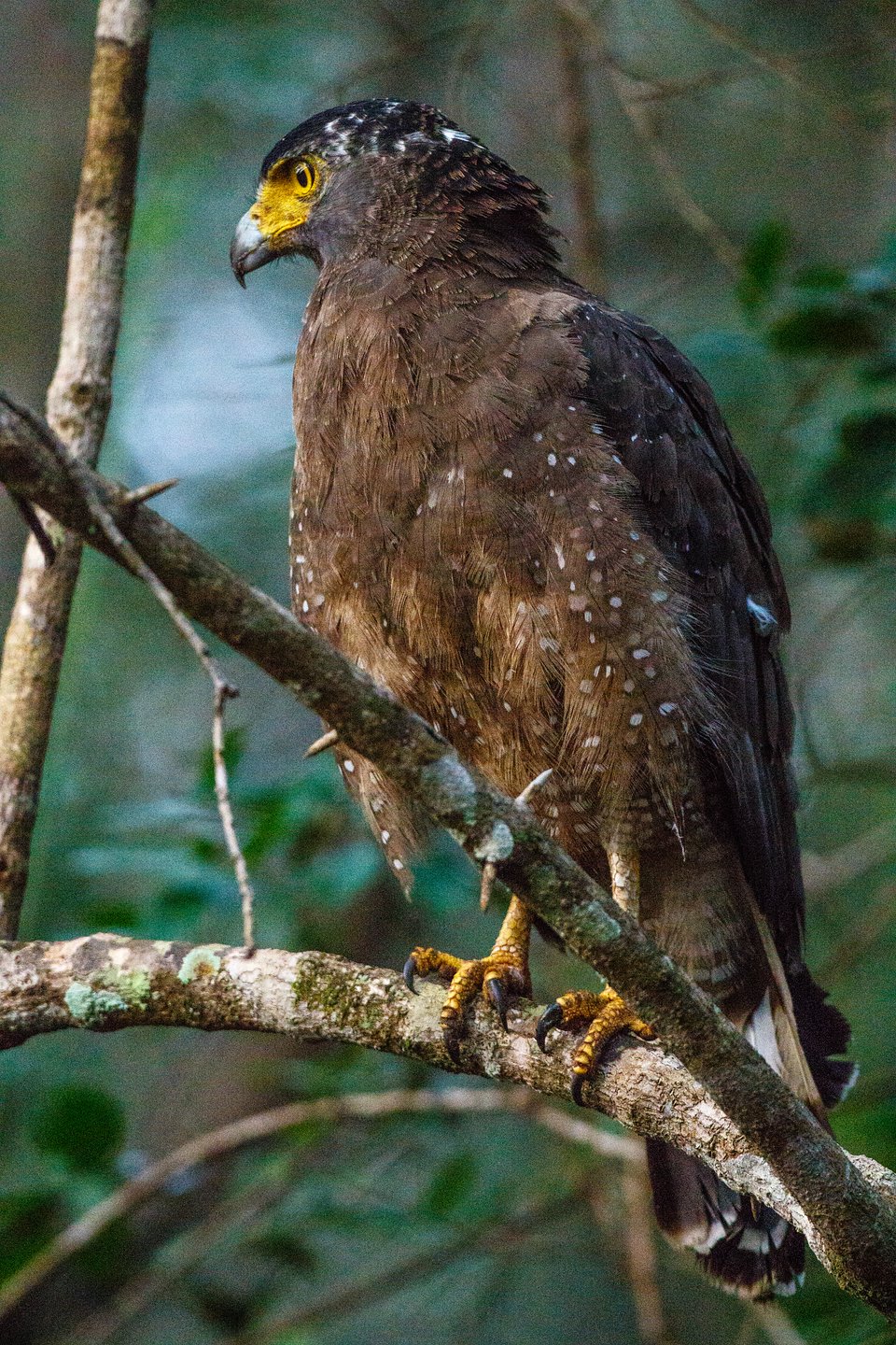 Hauben-Schlangenadler