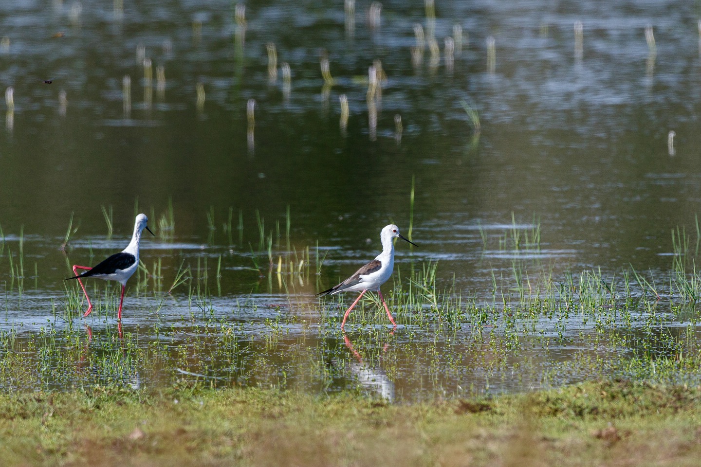 Stelzenläufer