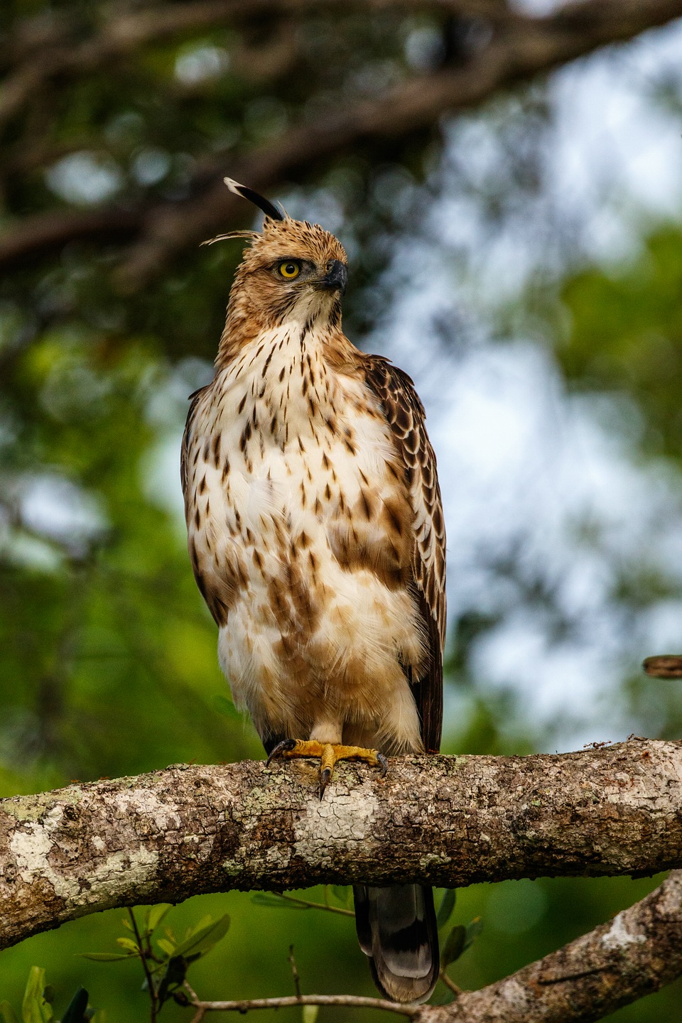 Haubenadler