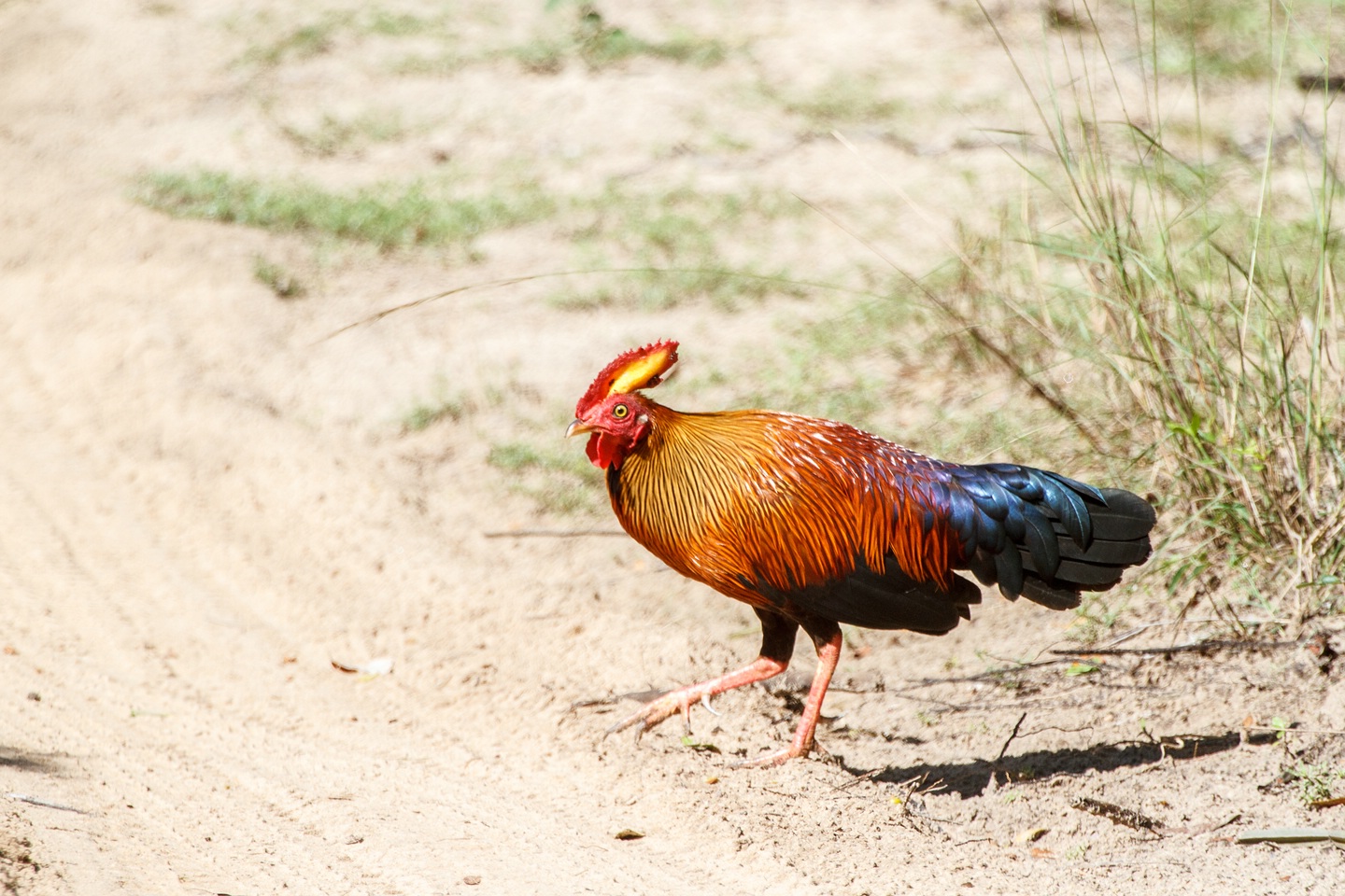 Ceylonhuhn