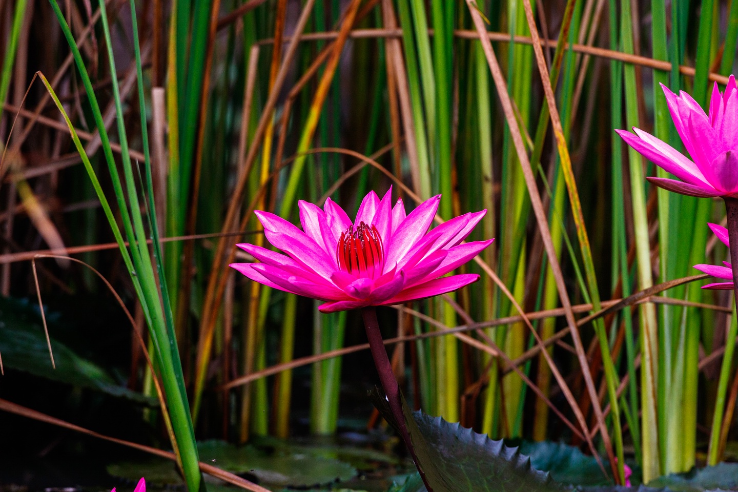 Seerose