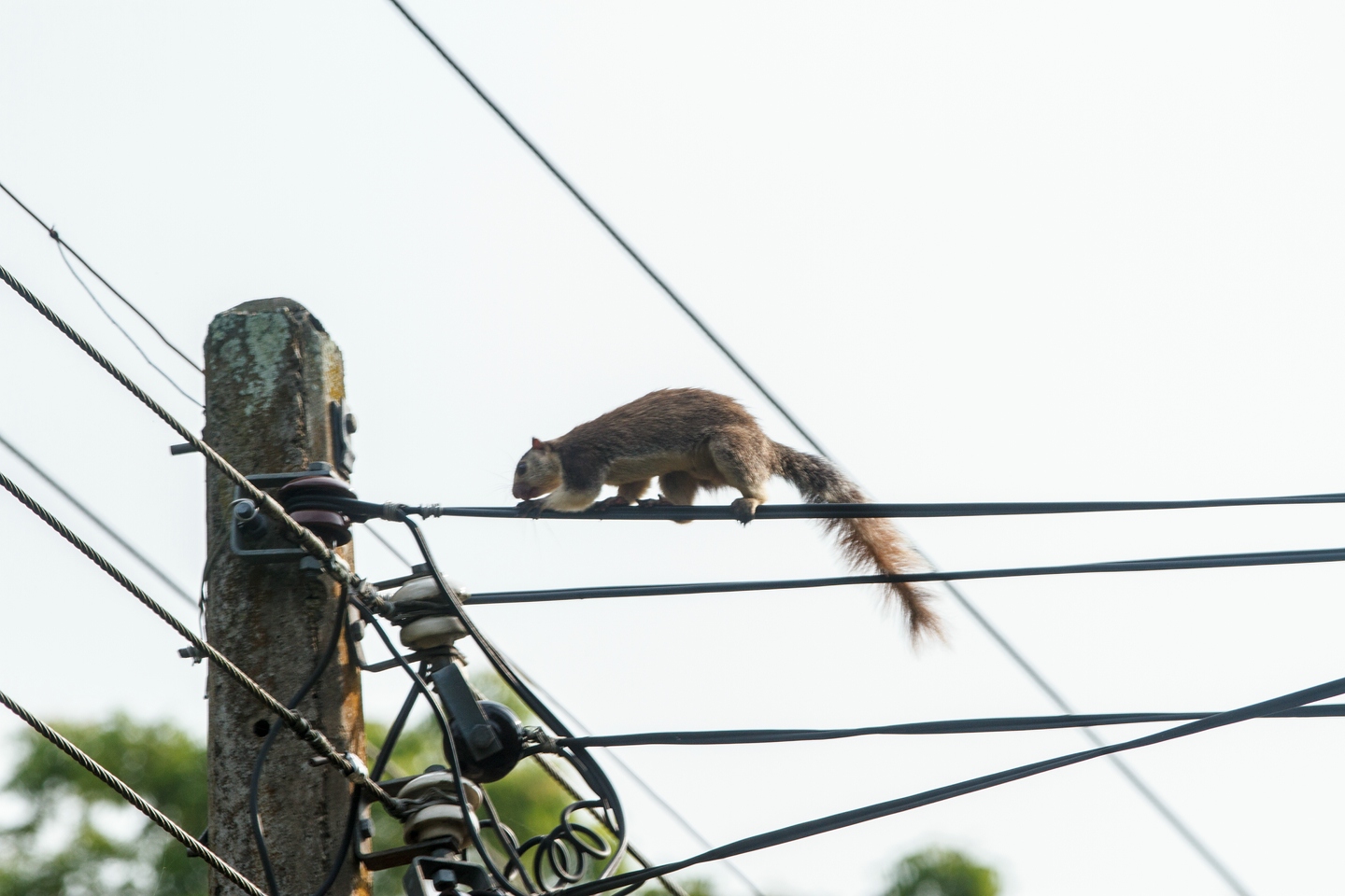 Sri-Lanka-Riesenhörnchen
