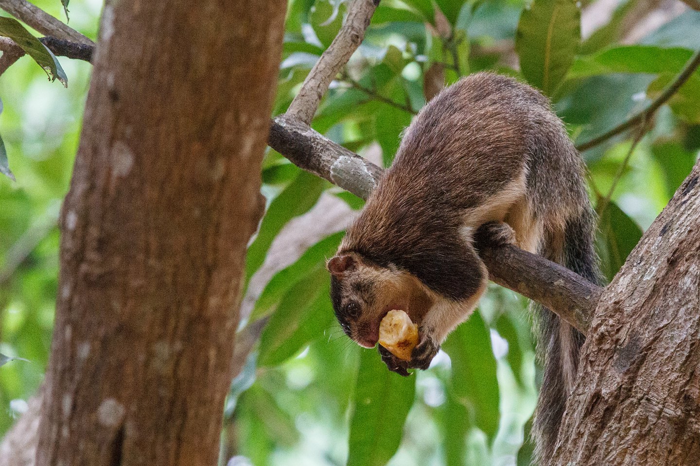 Sri-Lanka-Riesenhörnchen